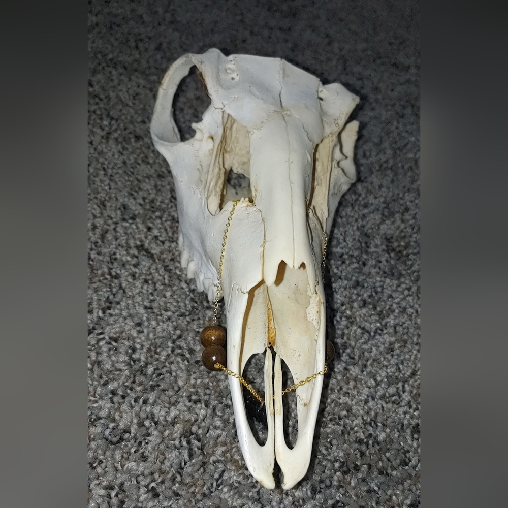 Mule Deer Skull